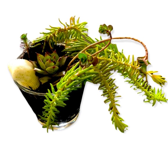 Succulents&Handmade Bead Garland w/ Tassel&Wood Slice with Hand Drawn Art - Picture 6 of 8